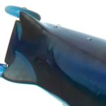silver-blue under arm showing nice blue silver color